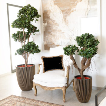 Ficus Panda nain – Image 4