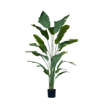 Strelitzia Tropical H 180cm / H 210cm – Image 3