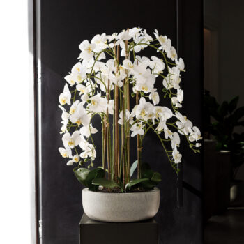 Composition d’orchidées à 10 hampes – Image 6