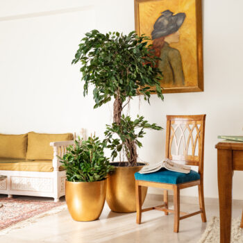 Ficus Tortueux – Image 3