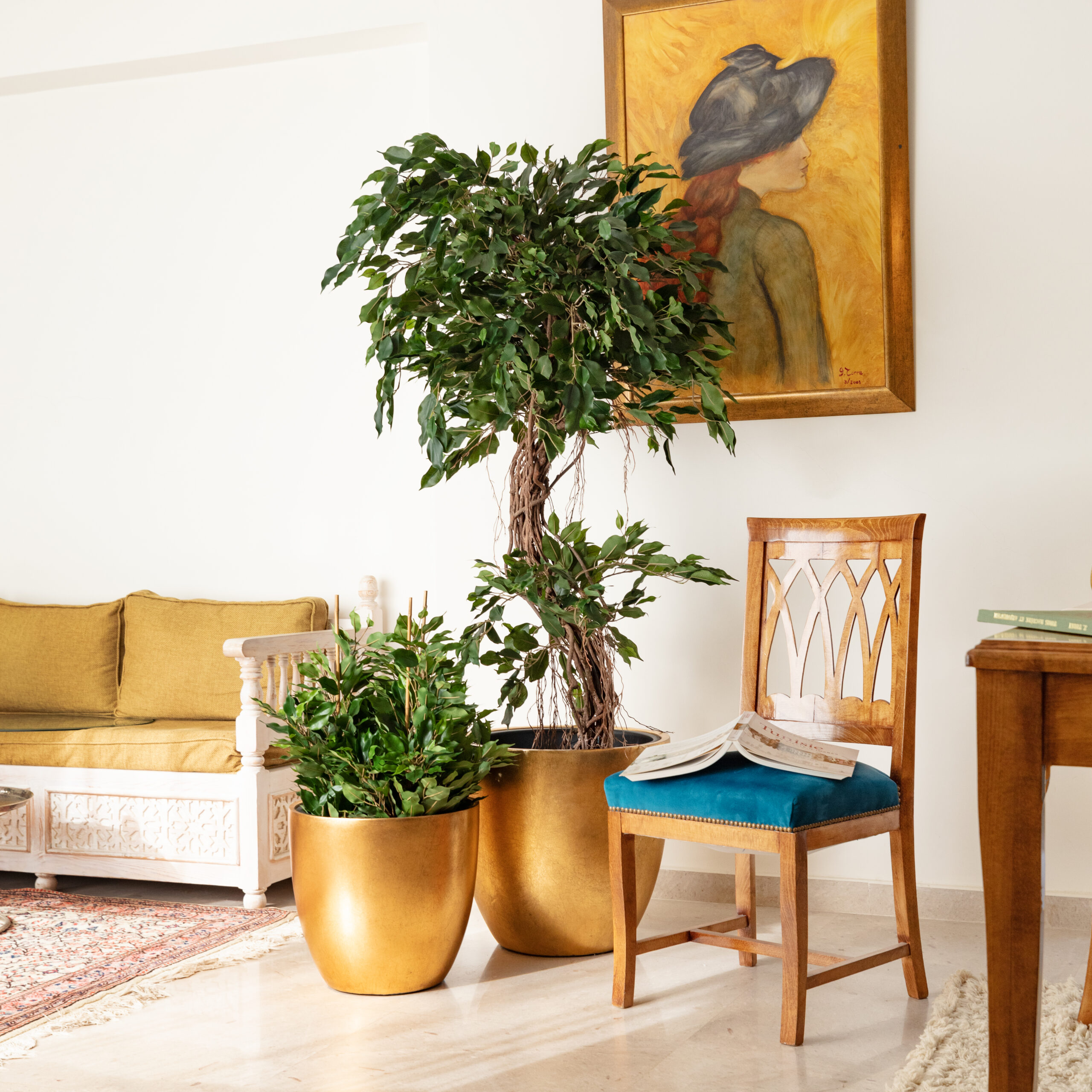 JBS_0222a Ficus Tortueux – Image 3