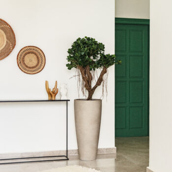 Ficus Panda nain – Image 3