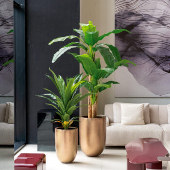 Bananier – Image 4