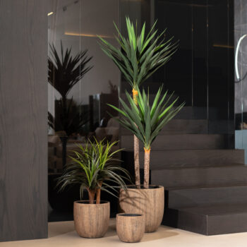 Yucca double troncs – Image 3