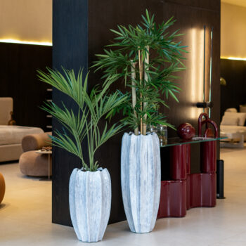 Bambou Gros Tronc à feuillages dense – Image 3