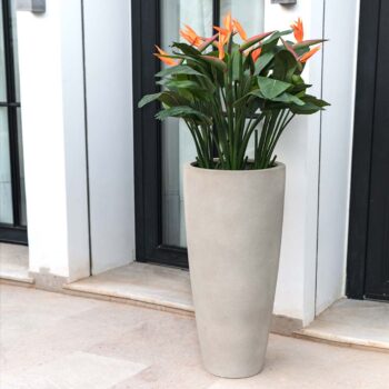 Strelitzia à fleur orange – Image 5