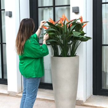 Strelitzia à fleur orange – Image 6