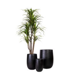 Pot palm sandy noir