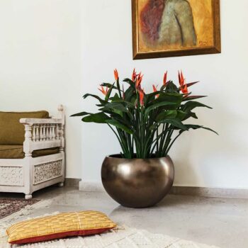 Strelitzia à fleur orange – Image 4