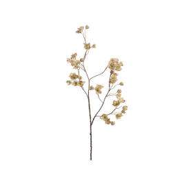 Helleborus H 120cm