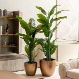 Strelitzia Tropical H 180cm / H 210cm