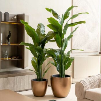 Strelitzia Tropical H 180cm / H 210cm