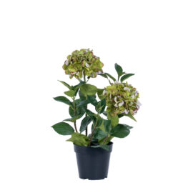 Hydrangea vert H 56cm
