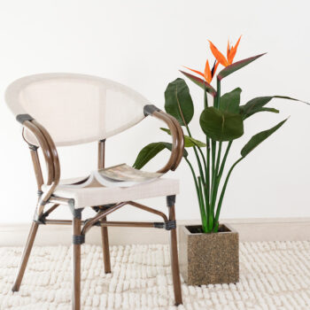 Strelitzia à fleur orange – Image 3