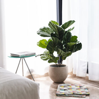 Mini Lyrata aux larges feuilles H 105cm