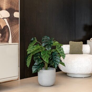 Monstera wilhelmina H 90cm