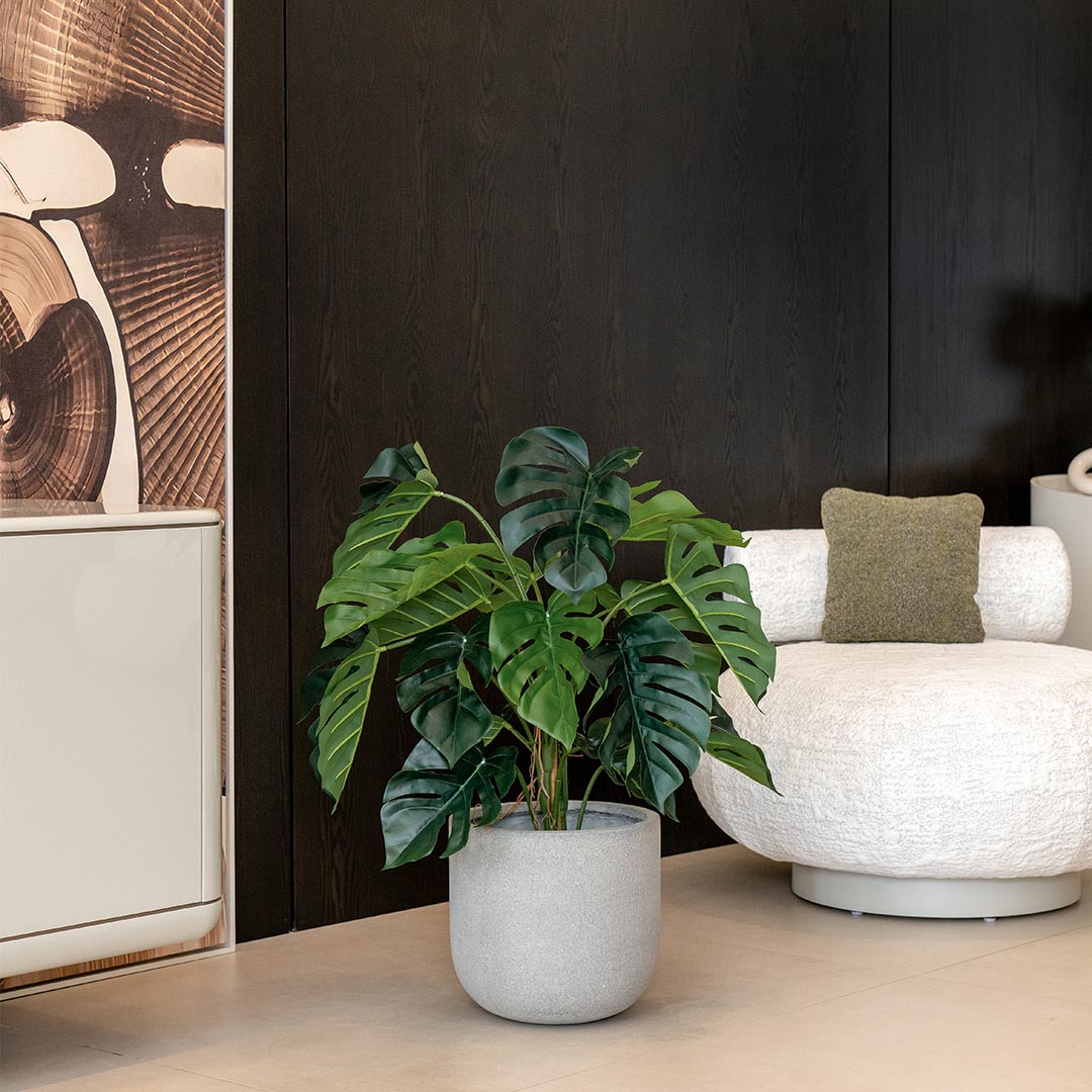 Monstera wilhelmina H 90cm Monstera wilhelmina H 90cm