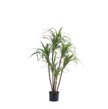 Dracena Anita H 120cm / H 150cm / H 170cm