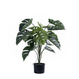 Monstera wilhelmina H 90cm