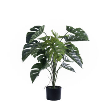 Monstera wilhelmina H 90cm