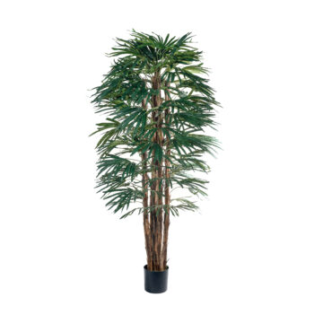 Raphis Palm H 180cm