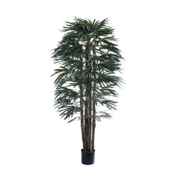 Raphis Palm H 180cm – Image 2