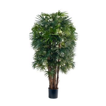 Fan Palm à feuillage dense H 150cm