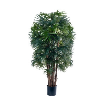 Fan Palm à feuillage dense H 150cm – Image 2