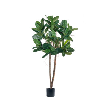 Ficus Audrey Tree H 180cm