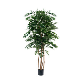 Ficus Benjamina H 170cm