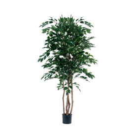 Ficus benjamina H 170cm