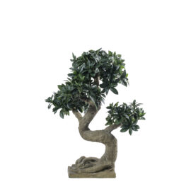 Ficus Bonsaï Fusain H 68cm