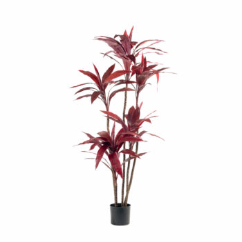 Red cordyline H 160cm