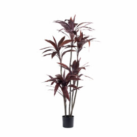 Red cordyline H 160cm
