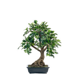 Ficus Bonsaï Retusa H 58cm