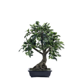 Ficus Bonsaï Retusa H 58cm