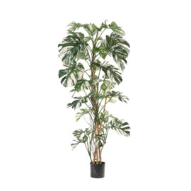 Monstera Panachée H 200cm