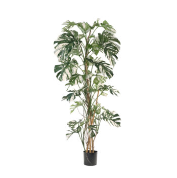 Monstera Panachée H 200cm