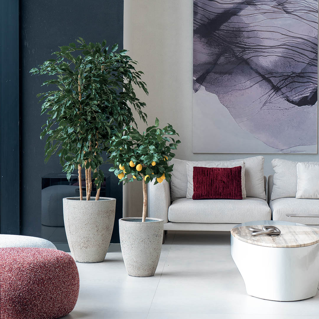 Ficus benjamina H 170cm Ficus benjamina H 170cm