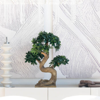 Ficus Bonsaï Fusain H 68cm