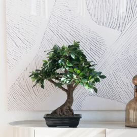 Ficus Bonsaï Retusa H 58cm