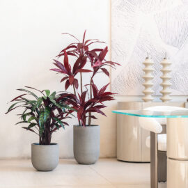 Red cordyline H 160cm