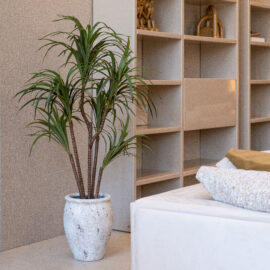 Dracena Anita H 120cm / H 150cm / H 170cm