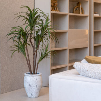 Dracena Anita H 120cm / H 150cm / H 170cm