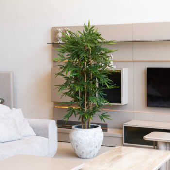 Bambou new eco H 150cm / H 180cm