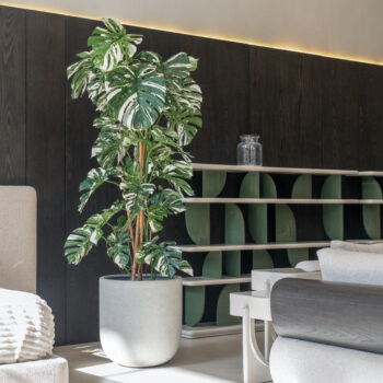 Monstera Panachée H 200cm