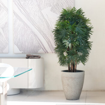 Raphis Palm H 180cm