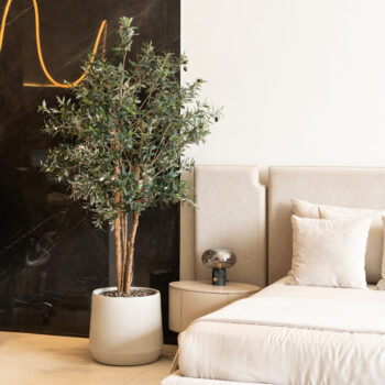 Olivier à tronc aspect naturel H 120cm / H 150cm / H 180cm / H 200cm