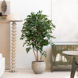 Ficus Benjamina H 170cm