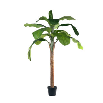 Bananier Royal H 180cm / H 240cm